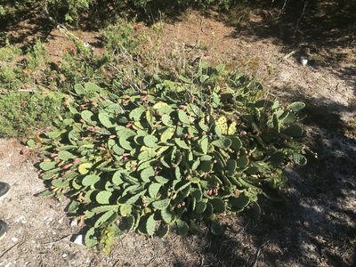 Opuntia cespitosa, photographed by Chase Mathey