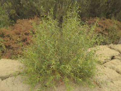 Salix gooddingii, photographed by Zack Abbey