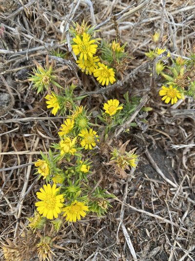 Centromadia parryi, photographed by Cricket Raspet