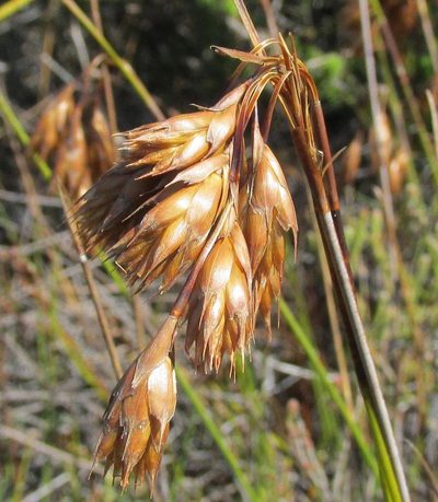 Thamnochortus pulcher, photographed by douglaseustonbrown