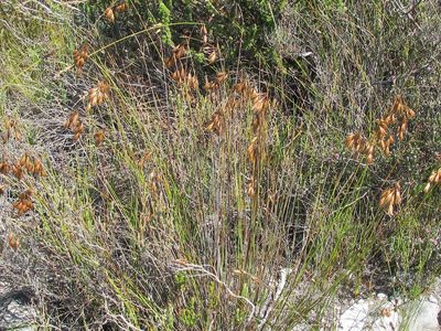 Thamnochortus pulcher, photographed by douglaseustonbrown