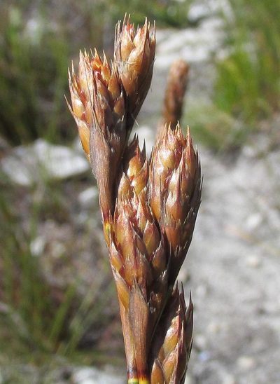 Thamnochortus pulcher, photographed by douglaseustonbrown
