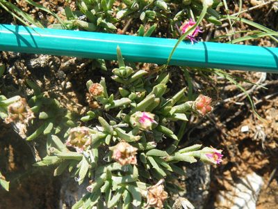 Ruschia calcarea, photographed by Antoinette Eyssell Knox
