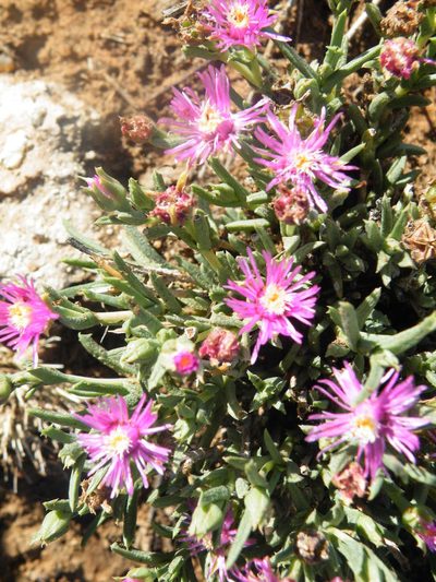 Ruschia calcarea, photographed by Antoinette Eyssell Knox