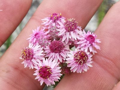 Lachnospermum umbellatum, photographed by Chris Vynbos