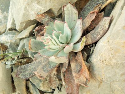 Echeveria strictiflora, photographed by amantedarmanin
