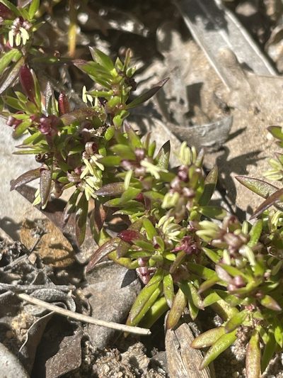 Anthospermum prostratum, photographed by Sean Privett