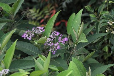 Callicarpa nudiflora, photographed by Agnes Trekker