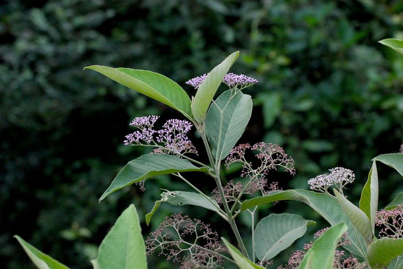 Callicarpa nudiflora, photographed by Agnes Trekker