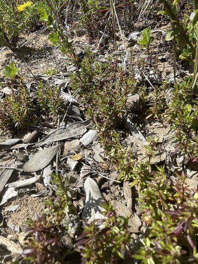 Anthospermum prostratum, photographed by Sean Privett