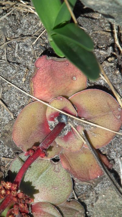 Crassula compacta, photographed by Shaun Swanepoel