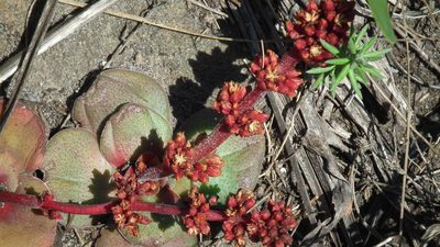 Crassula compacta, photographed by Shaun Swanepoel