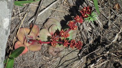 Crassula compacta, photographed by Shaun Swanepoel