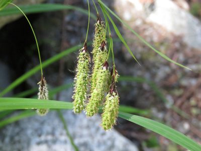 Carex mertensii, photographed by Erin Springinotic