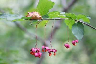 Euonymus latifolius, photographed by David Sandler