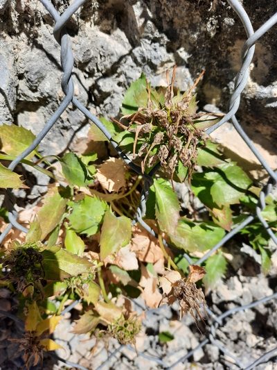 Physoplexis comosa, photographed by Sandra Cellina