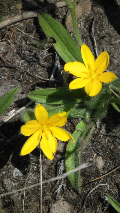 Hypoxis parvifolia, photographed by Shaun Swanepoel