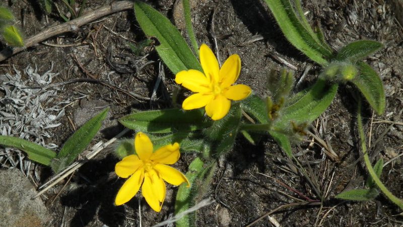 Hypoxis parvifolia, photographed by Shaun Swanepoel