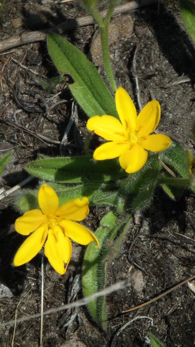 Hypoxis parvifolia, photographed by Shaun Swanepoel