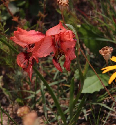 Gladiolus meliusculus, photographed by Tony Rebelo
