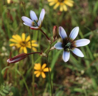 Ixia monadelpha, photographed by Tony Rebelo