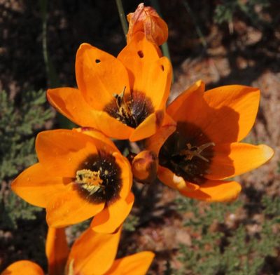 Ixia maculata, photographed by Tony Rebelo