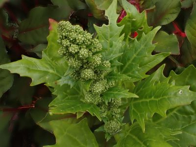 Chenopodium rubrum, photographed by John Lyden