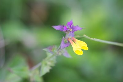 Melampyrum nemorosum, photographed by David Sandler