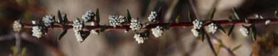 Phylica stenopetala, photographed by Tony Rebelo
