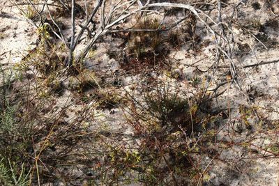 Phylica stenopetala, photographed by Tony Rebelo