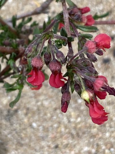 Hermannia joubertiana, photographed by Christina