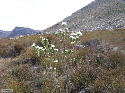 Lachnaea filamentosa, photographed by Chris Vynbos