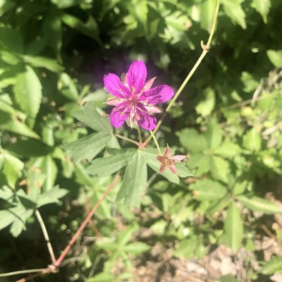 Geranium caespitosum, photographed by Clifton Ladd, C.W.B.
