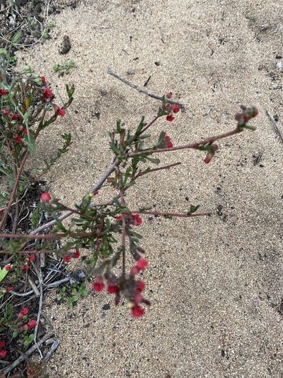 Hermannia joubertiana, photographed by Christina
