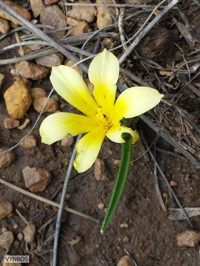 Moraea citrina, photographed by Chris Vynbos