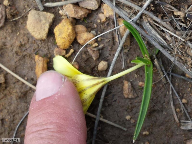 Moraea citrina, photographed by Chris Vynbos