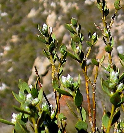 Liparia latifolia, photographed by Di Turner