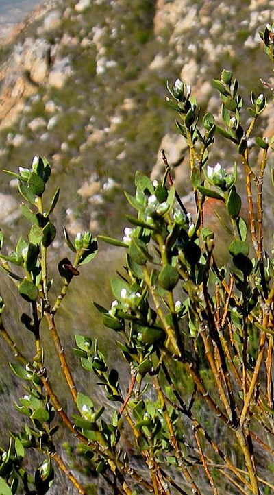 Liparia latifolia, photographed by Di Turner