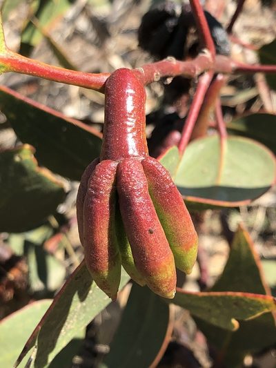 Eucalyptus grossa, photographed by Marc Whitaker