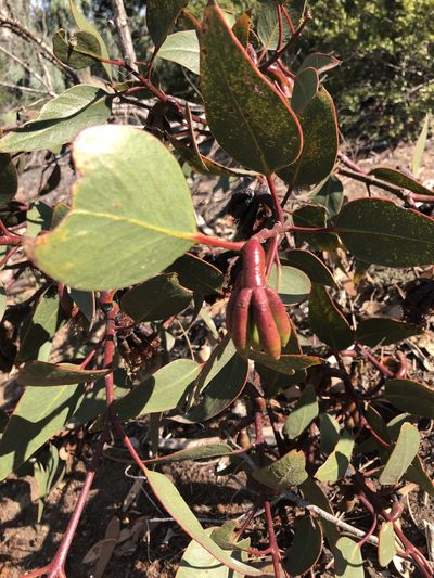 Eucalyptus grossa, photographed by Marc Whitaker