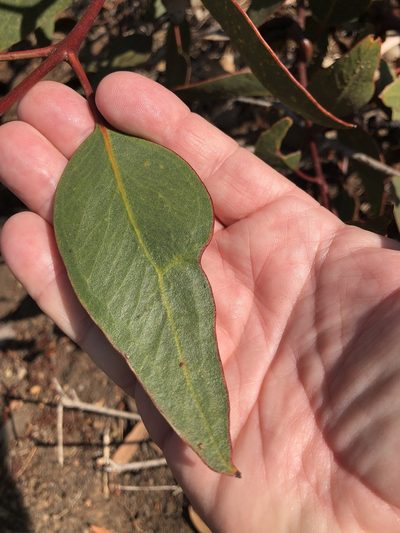 Eucalyptus grossa, photographed by Marc Whitaker