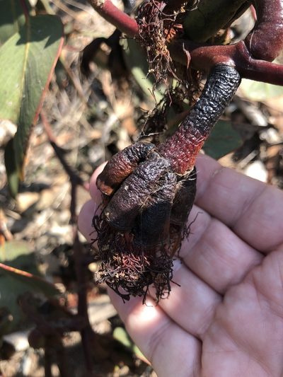 Eucalyptus grossa, photographed by Marc Whitaker