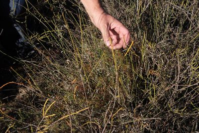 Serruria incrassata, photographed by Tony Rebelo