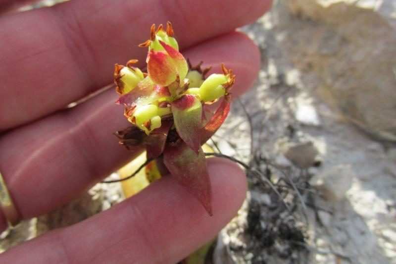 Satyrium emarcidum, photographed by Caroline Voget