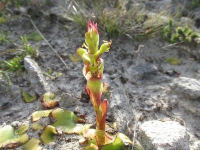 Satyrium emarcidum, photographed by Caroline Voget