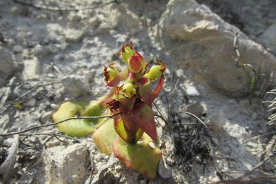 Satyrium emarcidum, photographed by Caroline Voget