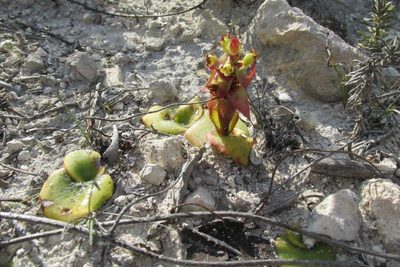 Satyrium emarcidum, photographed by Caroline Voget