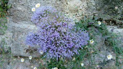 Trachelium caeruleum, photographed by Kenta Nakahashi
