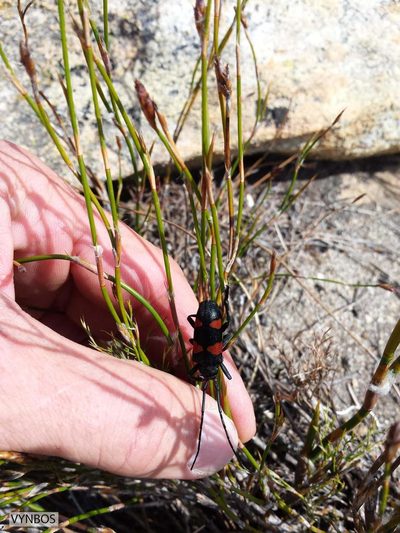 Restio gossypinus, photographed by Chris Vynbos