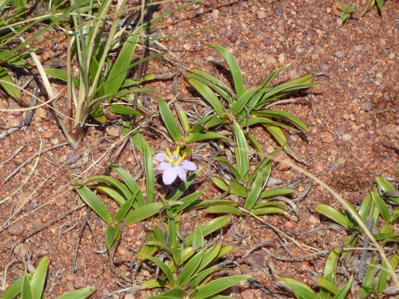 Xerophyta humilis, photographed by Manuel R Popp